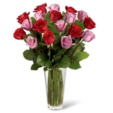 24 Hot Red & Pink Roses #24 24 Hot Red & Pink Roses #24