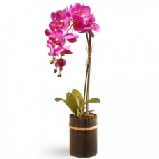 Moth Orchid-1