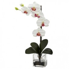 Moth Orchid-2