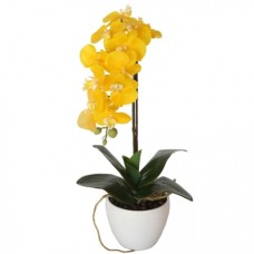 Moth Orchid-3