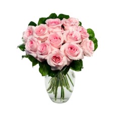 12 Pink Roses#41