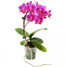Soft Pink Dendrobium Orchid