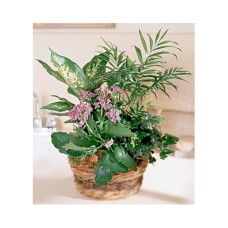 Assorted green plants #44