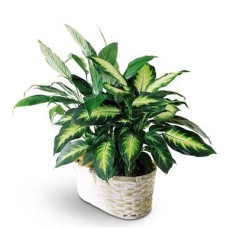 Lush Green Plant Arrangement