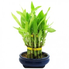 Lucky Bamboo Forest Plant