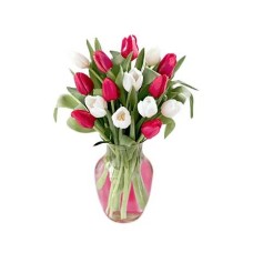 Romance Tulips#57