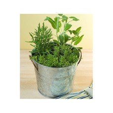 Assorted Herb Garden