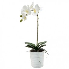 Orchid Night#65