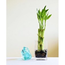 Lucky Bamboo for Mom