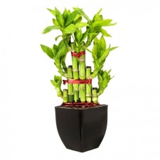 Legend Lucky Bamboo