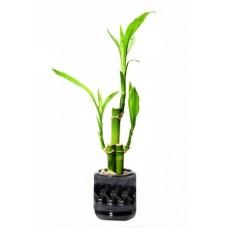 Reflection Arrangement Bamboo