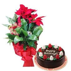 Christmas Poinsettia with Cake Delivery - A Delightful Holiday Surprise