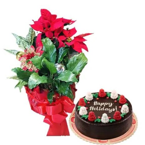 Christmas Poinsettia with Cake Delivery - A Delightful Holiday Surprise