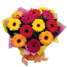 New Hope (24 Gerbera Daisesus)