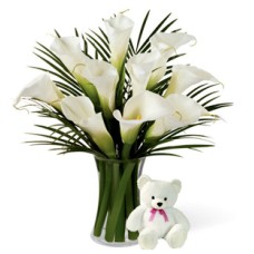 Distance Caress (12 Calla Lilies + Teddy Bearus)