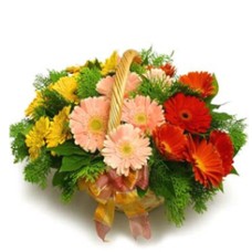 Friendship Gerberas (36 Gerbera Daisesus)