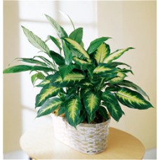 Dieffenbachia (Dieffenbachiaus)