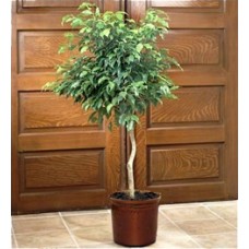 Rubber Plant ()