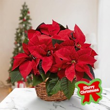 Poinsettia Plant (Deluxe)