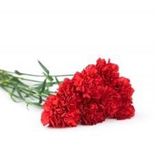 Carnation on request (Mix greens)
