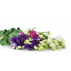 Eustoma on request (Leaves MIX)