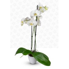 Phalaenopsis white - without ceramic cover