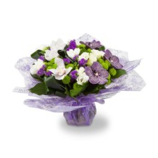 Vanda (Large)