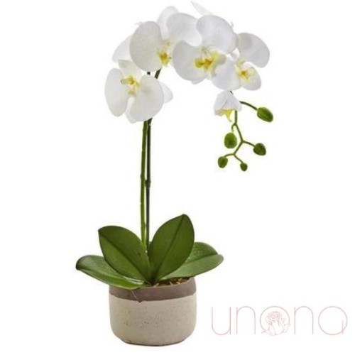 Phaelenopsis Orchid