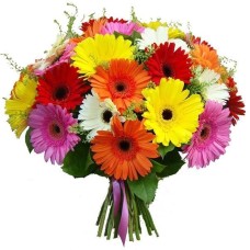 Fabulous Gerberas Bouquet (regular)