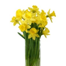 A Bouquet Of 15 Tender Daffodils