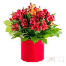 Fancy Alstroemerias Gift Box (red / regular)