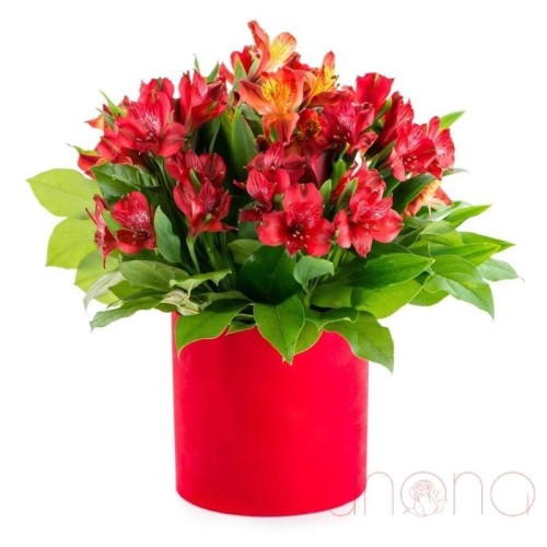 Fancy Alstroemerias Gift Box (red / regular)