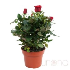 Miniature Rose Bush