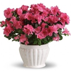 Azalea (white)