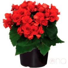 Blossoming Gardenia