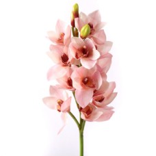 Pink Orchid Bunch (18 Flowers)