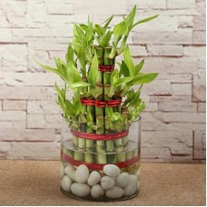 Lucky Bamboo Plant Triple Layer