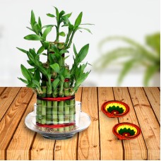 Lucky Bamboo Plant Triple Layer and Diyas