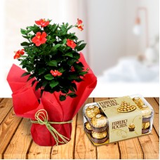 Hibiscus Plant and Ferrero Chocolates