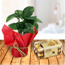 Money Plant and Ferrero Chocolates (1 Money Plant with Ferrero Rocher 16 Pcs)