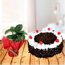 Money Plant and Cake (1 Money Plant with 1 Kg Cake)