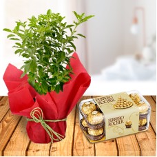 Tulsi Plant and Ferrero Chocolates ()