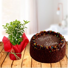 Tulsi Plant and Chocolate Cake (1 Tulsi Plant with 1 Kg chocolate Cake)