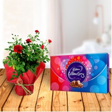 Rose Plant and Celebration Chocolates