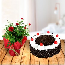 Rose Plant and Black Forest Cake (1 Rose Plant with 1 Kg Blackforest Cake)
