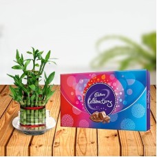 Lucky Bamboo with Cadbury Celebration