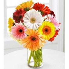 Valentine Mixed Gerbera Vase (18 Red Gerberas)