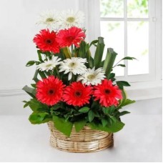 Pink & White Gerbera Basket Arrangement (15 Flower)