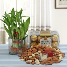 Dry Fruits and Lucky Bamboo With Chocolate