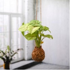 Syngonium Plant Moss Ball - Kokedama